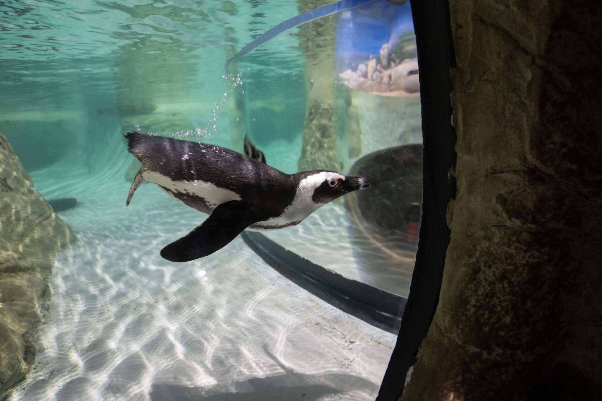 Category: Animal Programs | Aquarium