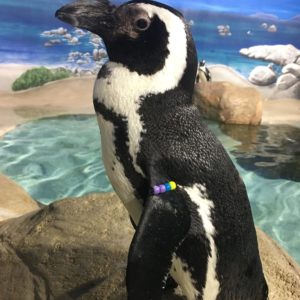 Picture of Checkers the Penguin at Jenkinson's Aquarium.