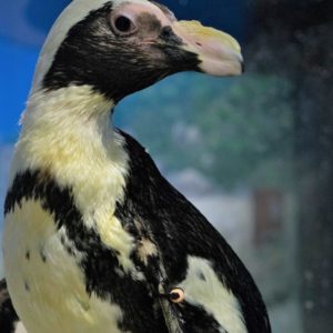 Close shot of Saba the Penguin at Jenkinson's Aquarium.