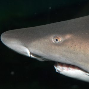 Face of a Sand Tiger Shark