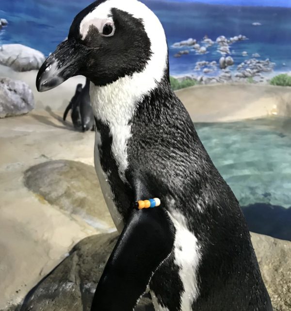 Penguin perched on rock in enclosed habitat