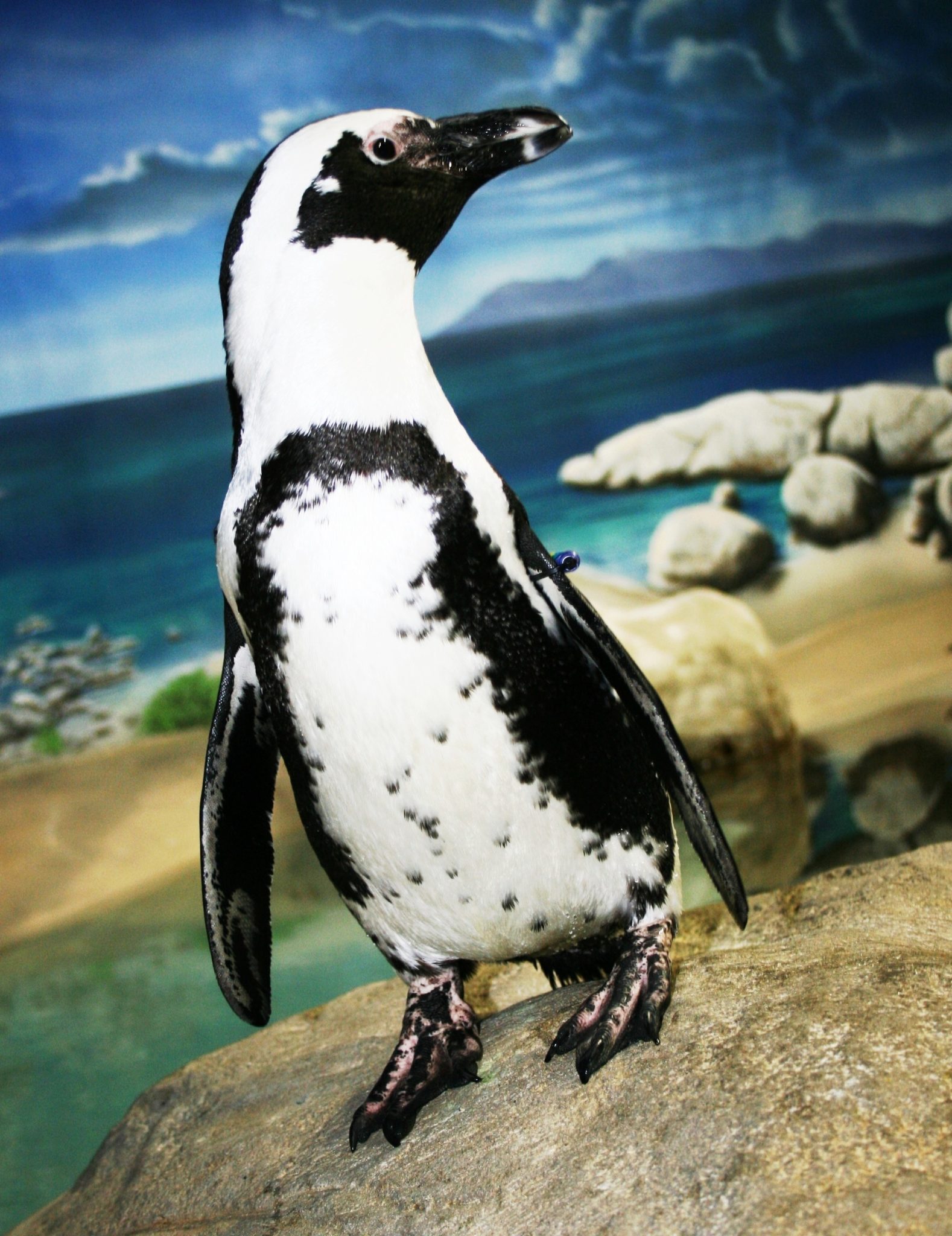 jenkinsons-aquarium-african-penguin-Kringle