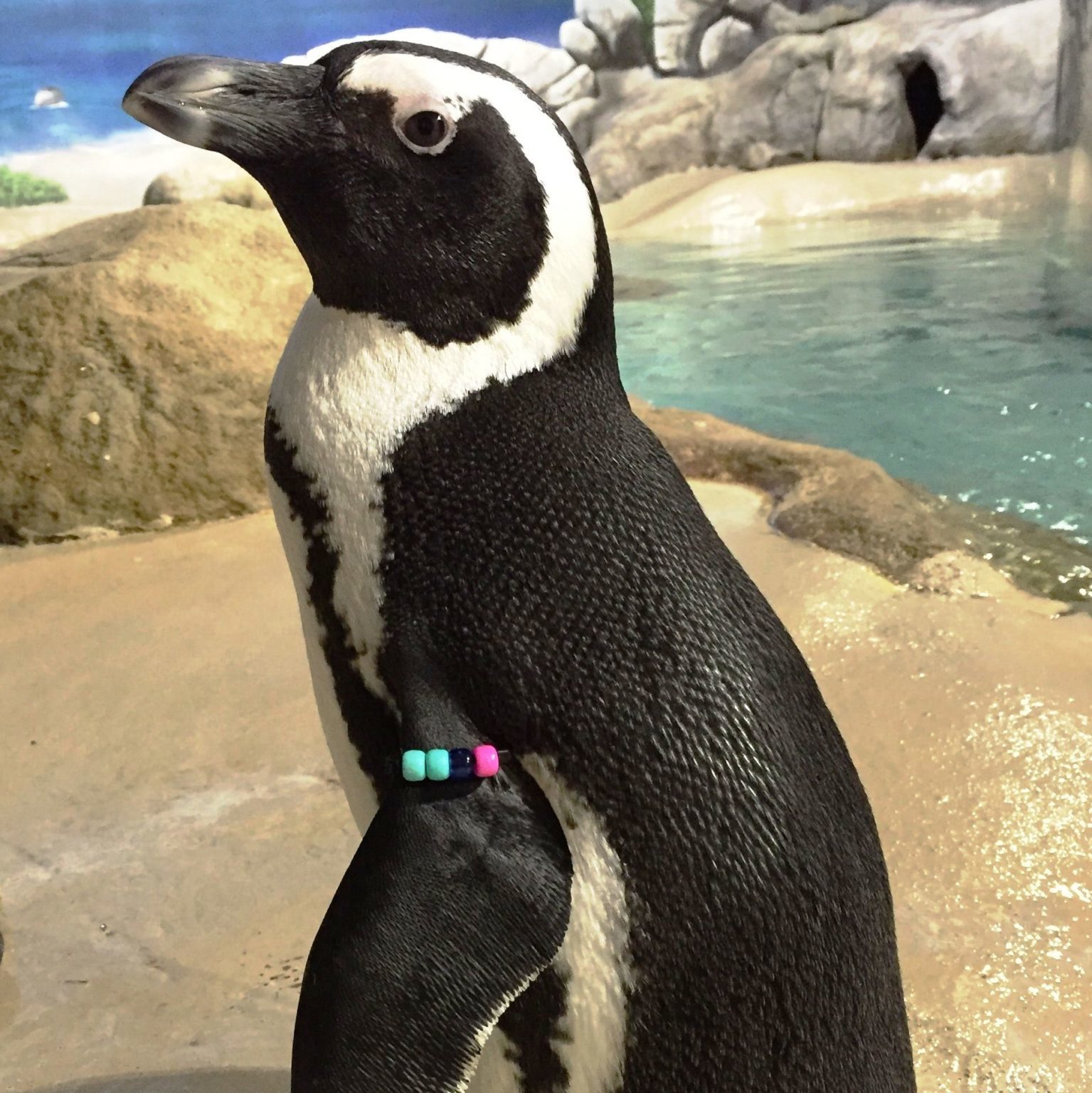Picture of Betty the Penguin at Jenkinson's Aquarium.