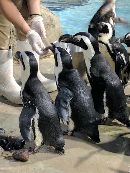 An Aquarium worker feeding each penguin a fish.