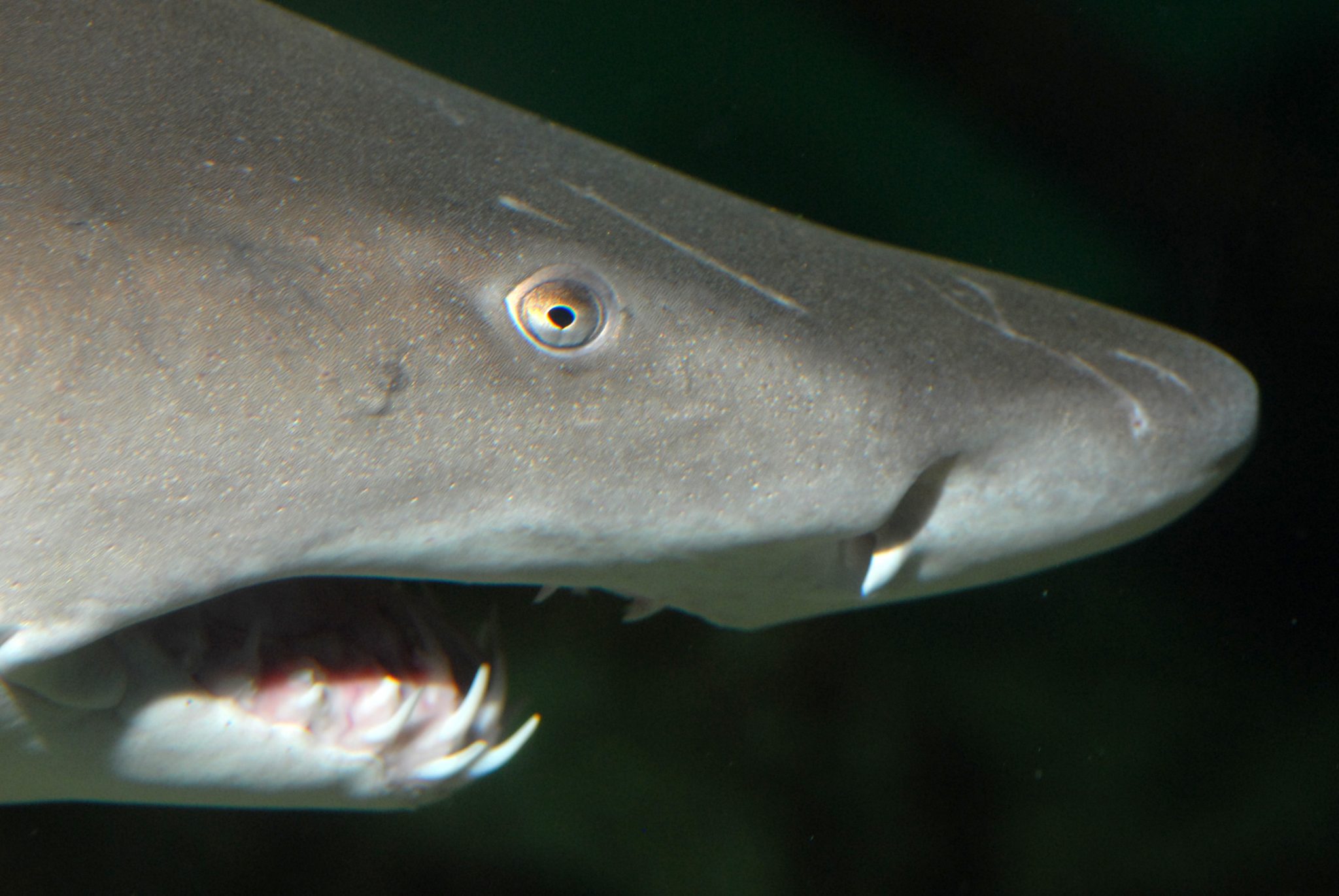 sand tiger shark at jenkinsons aquarium