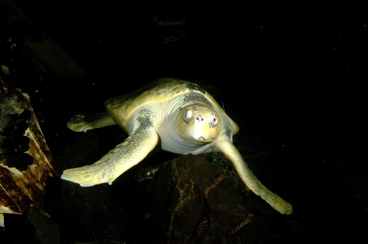 kemp-s-ridley-sea-turtle-ace-aquarium