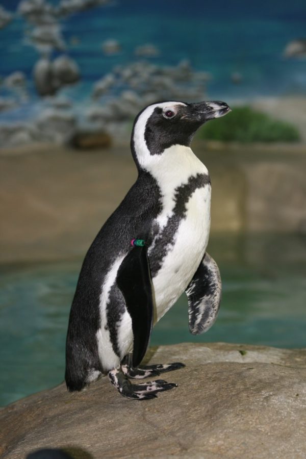 Picture of Captain Jack the Penguin at Jenkinson's Aquarium.