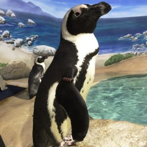 Picture of Dr. Bunsen the Penguin by the water pool at Jenkinson's Aquarium.