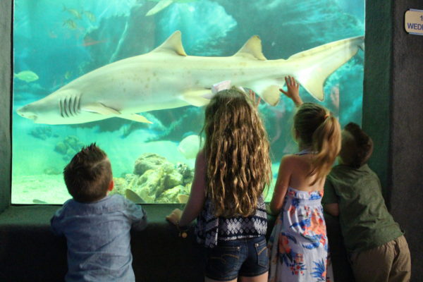 Four young children looking at a shark through the glass.