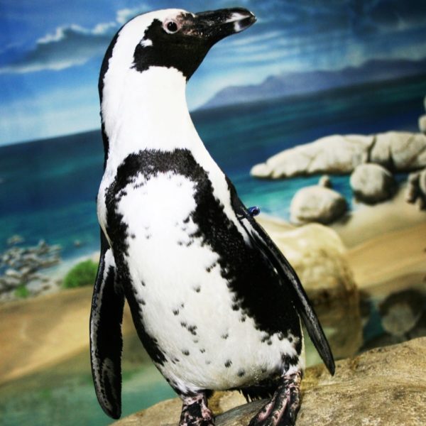 Picture of Krinkle the Penguin at Jenkinson's Aquarium.