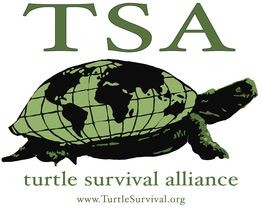 https://jenkinsons.com/aquarium/wp-content/uploads/sites/2/2018/04/Turtle-Survival-Alliance.jpg