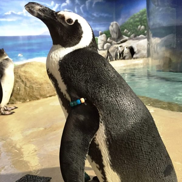 Picture of Zaina the Penguin at Jenkinson's Aquarium.