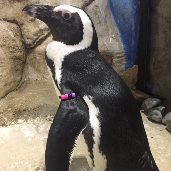 Picture of Dassen the Penguin at Jenkinson's Aquarium.