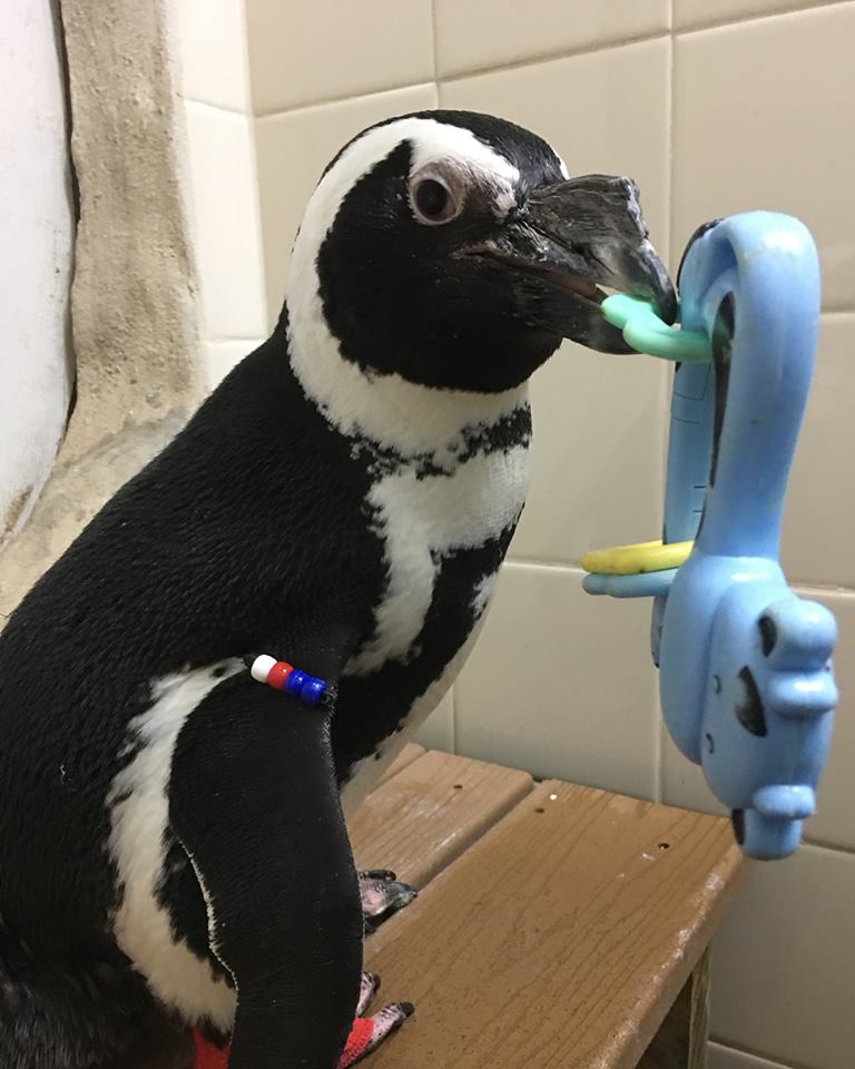 jenkinsons-aquarium-penguin