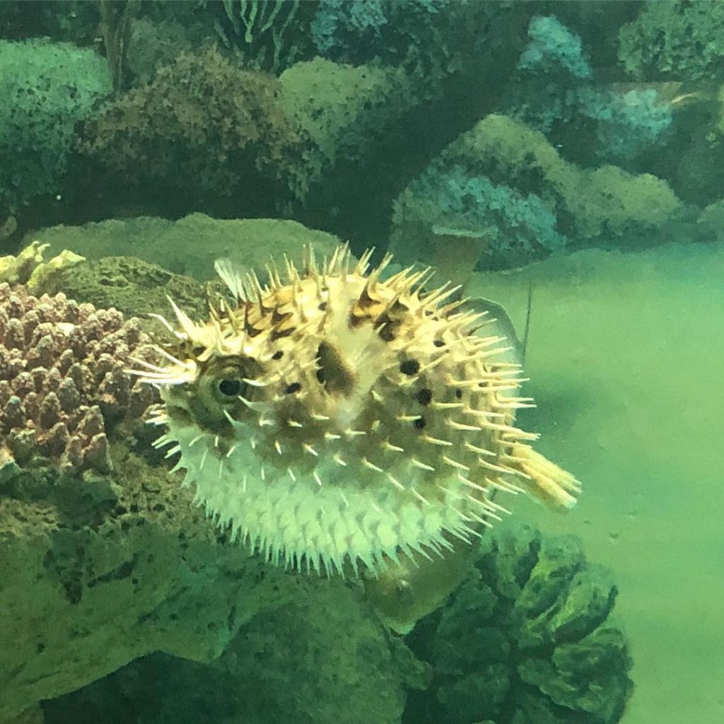 jenkinsons-aquarium-puffer-fish