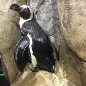Picture of Shadow the Penguin on the rocks at Jenkinson's Aquarium.
