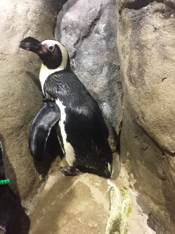 Picture of Shadow the Penguin on the rocks at Jenkinson's Aquarium.