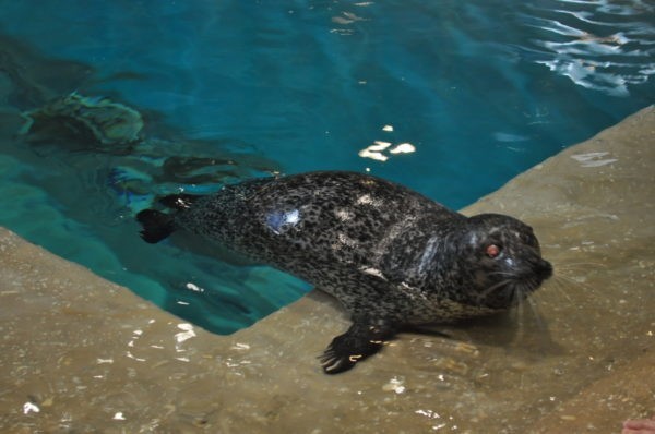 Luseal the Seal at Jenkinson's Aquarium