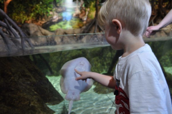 A young boy pointing to the stingray behind the glass.