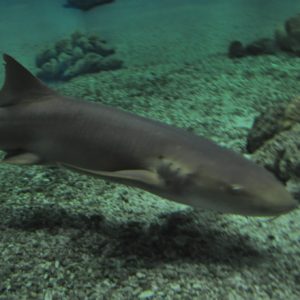 Picture of a Nurse Shark swimming through the water.