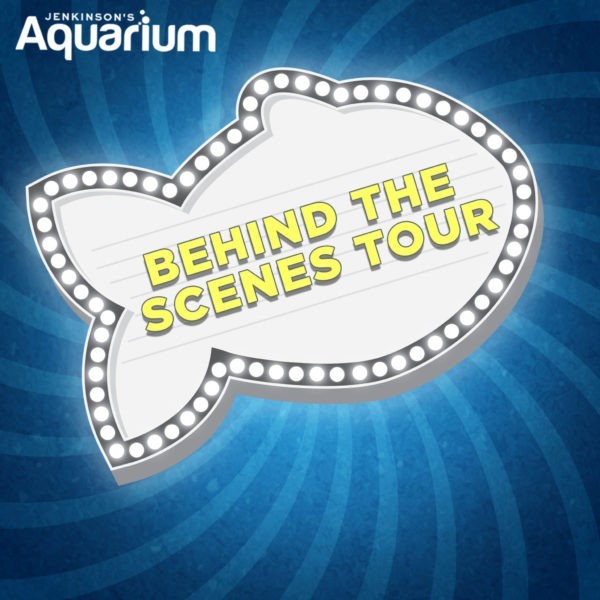 Jenkinson's Aquarium behind the scenes tour: Explore the hidden wonders of the aquarium. Discover the secrets of marine life up close.