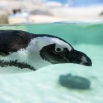 african oenguin at jenkinsons aquarium