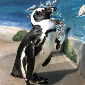 Picture of Kai the Penguin at Jenkinson's Aquarium.