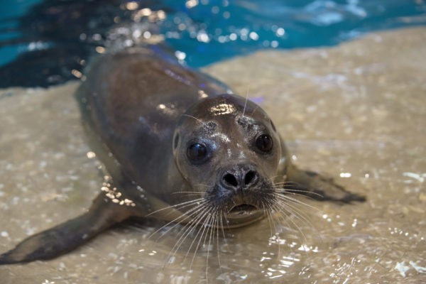 Picture of Noelani the Seal at Jenkinson's Aquarium.