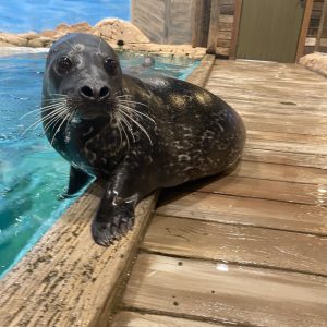 A seal resting on a wooden dock in an aquarium