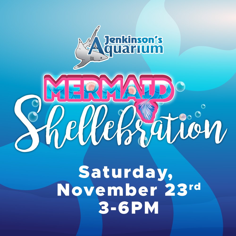 mermaid shellebration at jenkinson's aquarium