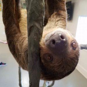 A picture of Wally Sloth hanging upside down.