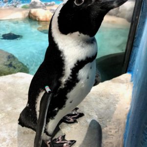 Picture of Oswald the Penguin at Jenkinson's Aquarium.