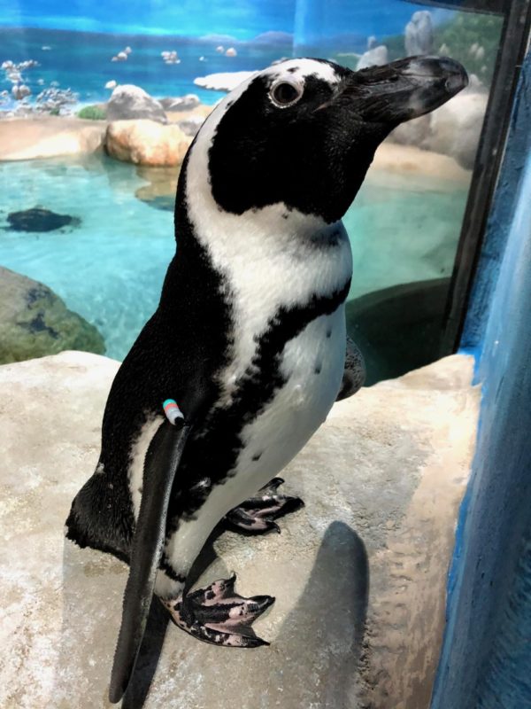 Picture of Oswald the Penguin at Jenkinson's Aquarium.