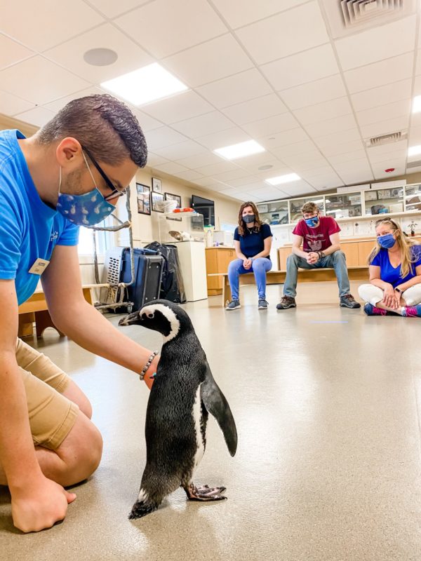 penguin encounter at jenkinson's aquarium
