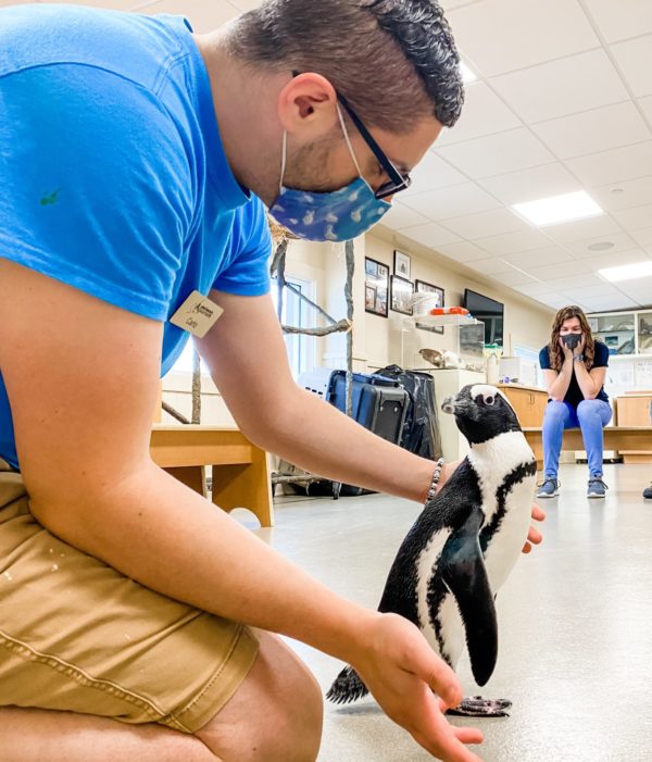penguin encounter at jenkinson's aquarium