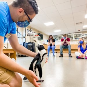 Penguin Encounters at Jenkinson's Aquarium