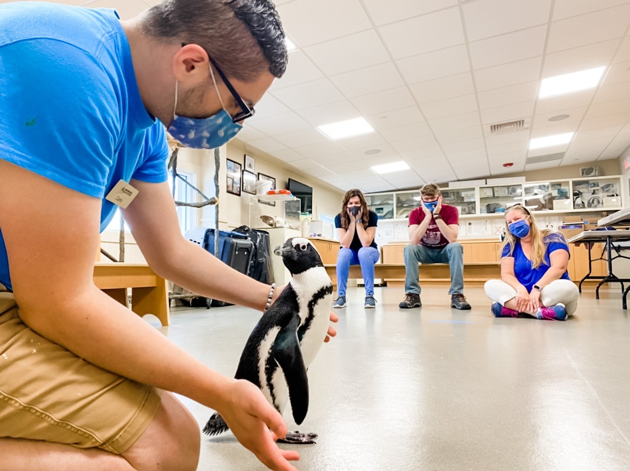 Penguin Encounters at Jenkinson's Aquarium
