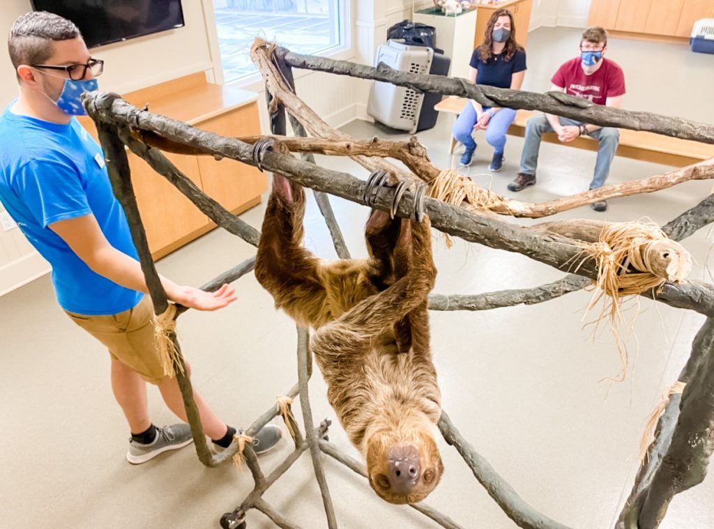 Sloth Encounters at Jenkinson’s Aquarium Aquarium