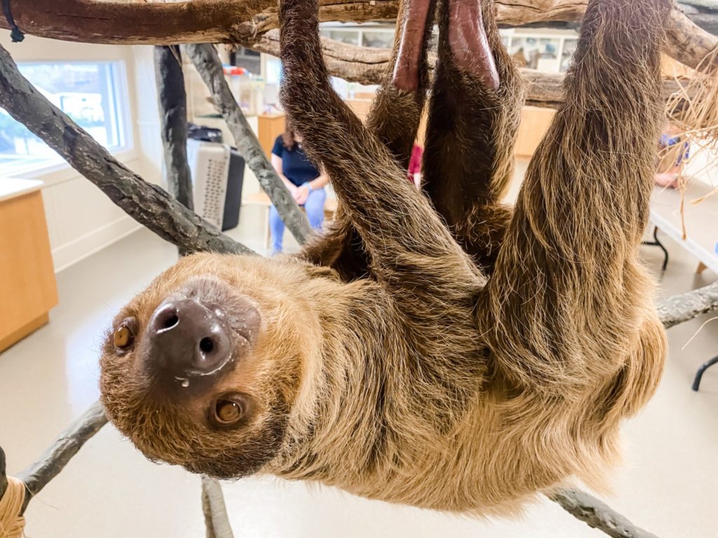 Sloth Encounters at Jenkinson’s Aquarium | Aquarium