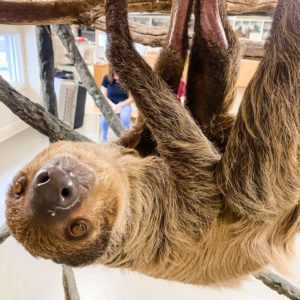 Wally the sloth hanging upside down at jenkinson's aquarium