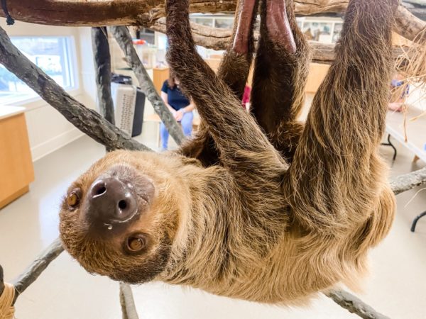 Wally the sloth hanging upside down at jenkinson's aquarium