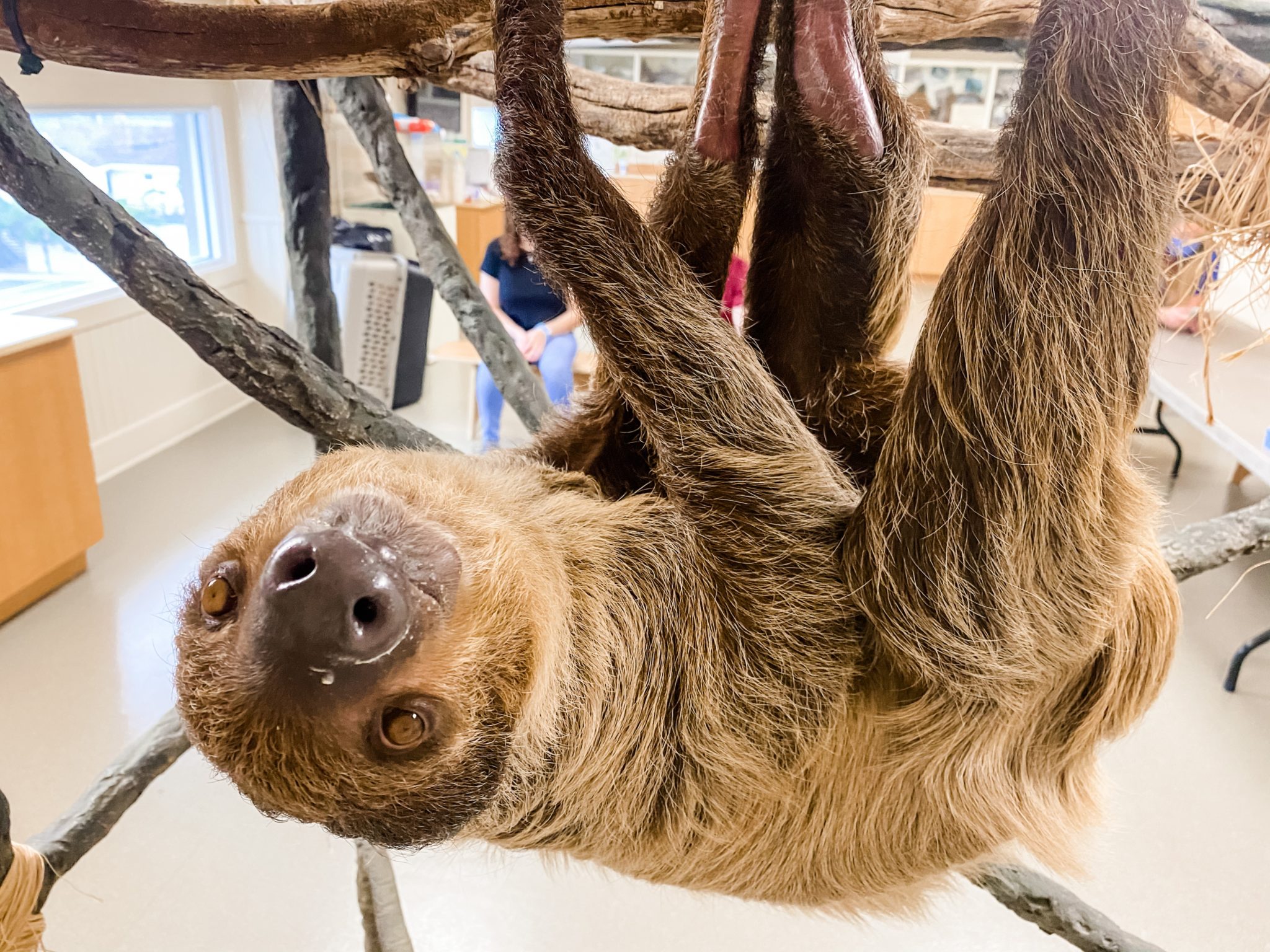 Sloth Encounters at Jenkinson's Aquarium | Aquarium