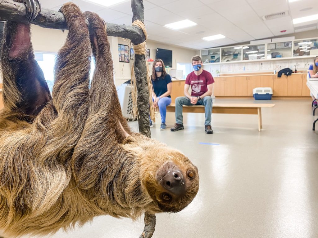 Sloth Encounters at Jenkinson’s Aquarium Aquarium