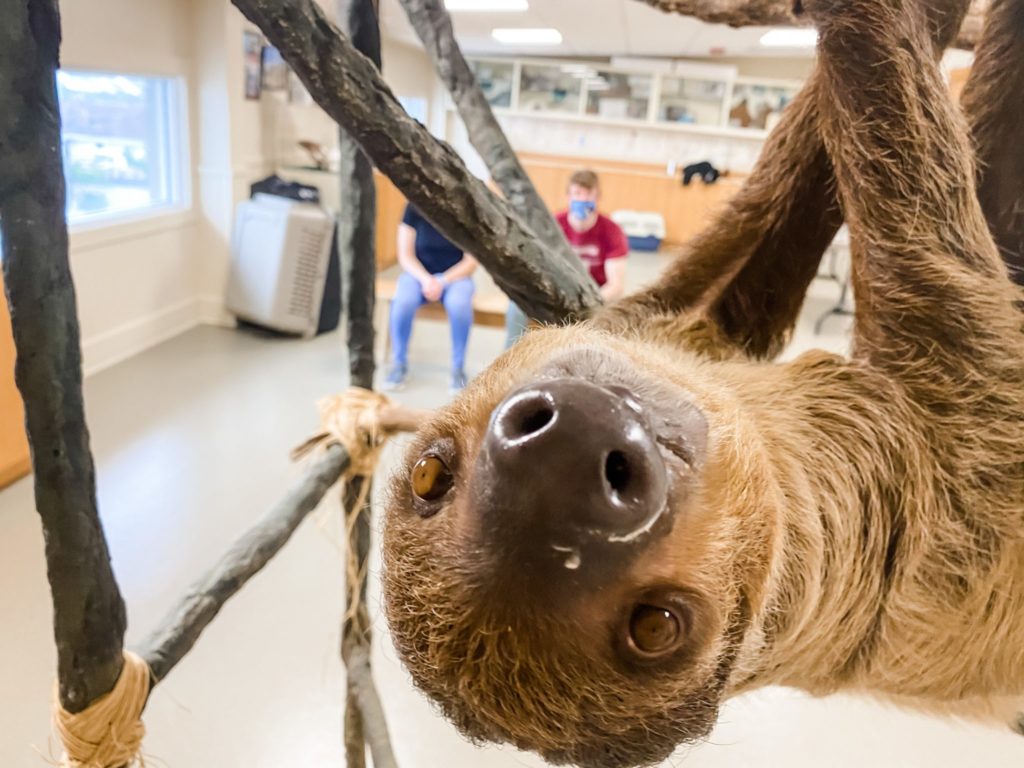 wally the sloth at jenkinson's aquarium