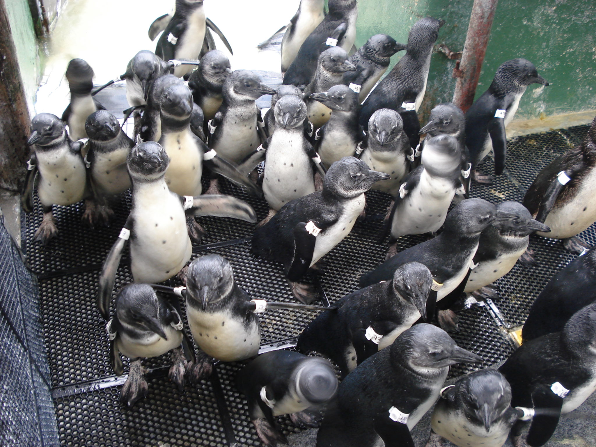 Penguins at Jenkinson's Aquarium Conservation