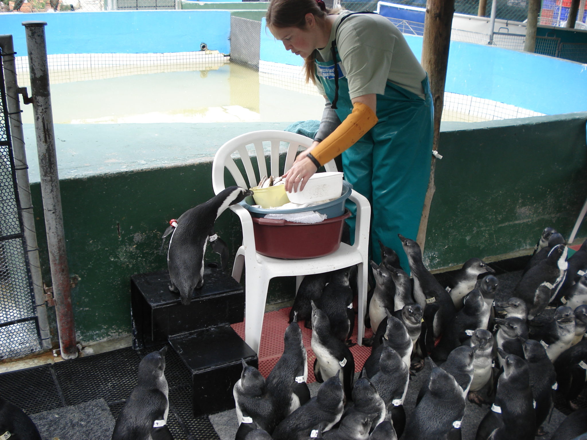 Penguins eating a Jenkinson's Aquarium conservation.
