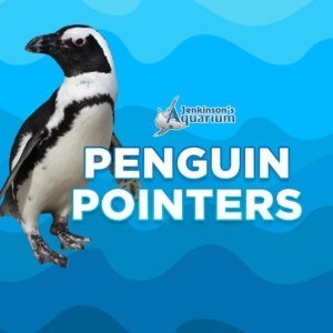 jenkinson's aquarium penguin pointers
