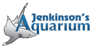 Jennkinsons-Aquarium-3-update-300x155-1