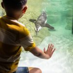 world penguin day at jenkinsons aquarium