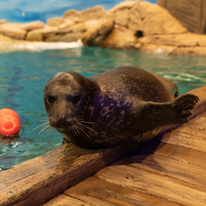 jenkinsons aquarium international day of the seal